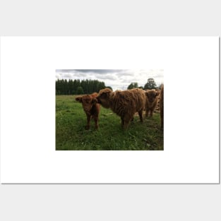 Scottish Highland Cattle Calves 1445 Posters and Art